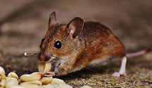 24 Hour & Emergency Exterminators in N Stratford, NH